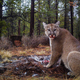 This puma (not involved in the study) fed on a single deer for five days. New research suggests these feedings can be interrupted by the puma’s fear of humans, requiring them to hunt more often. (Image: Jon Nelson/Flickr)